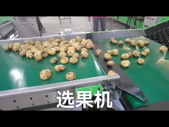 কাস্টমাইজ ফল সবজি গ্রেডার